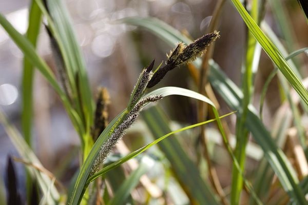 Parti sás (Carex riparia)