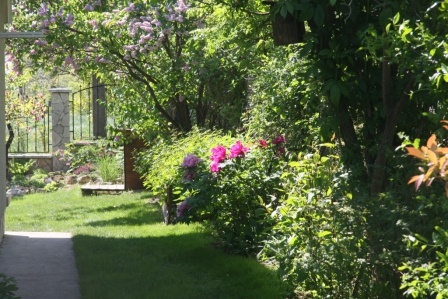 Virágzó sövény kíséri a kerti utat