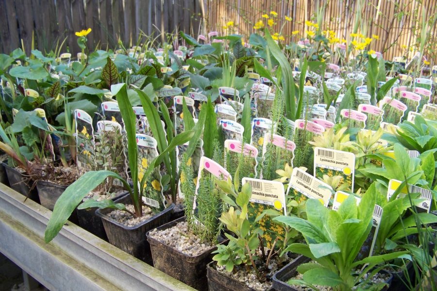 Vízinövények letisztítva, címkézve, gyöngykavics talajborítással kerülnek az árudákba